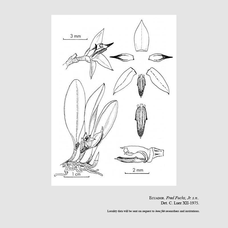 Specklinia pachyphyta